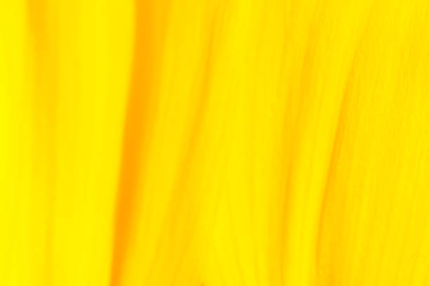 istock Abstract intense yellow color orange curve lines background. 1387018752