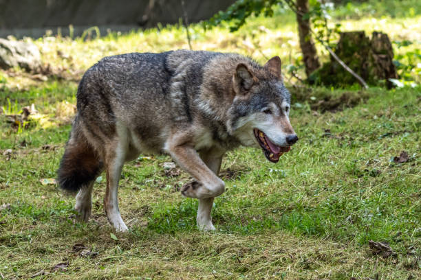 istock European Grey Wolf, Canis lupus in a german park 1387020085