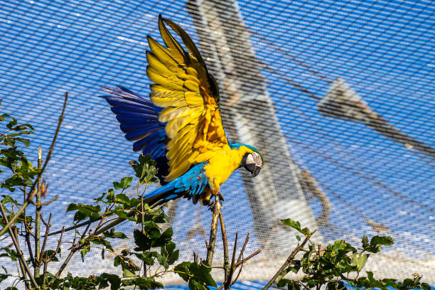 the blue-and-yellow macaw, ara ararauna is a large south american parrot - aviary imagens e fotografias de stock