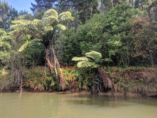Two silver ferns at river edge, Puhoi, New Zealand. The view of silver ferns at river edge, Puhoi, New Zealand. new zealand silver fern stock pictures, royalty-free photos & images