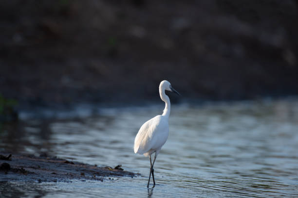 istock Heron bird is walking in the water. 1387021595
