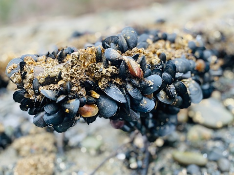 Close up shot of Penn Cove mussels, growing on a tree branch on Madrona Beach. Camano island, WA.