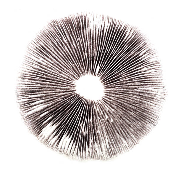 istock mushroom spore print for design 1387023549