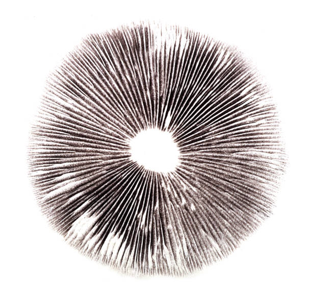 mushroom spore print for design mushroom spore print for design hypha stock pictures, royalty-free photos & images