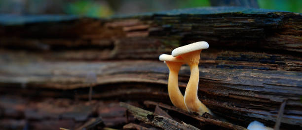 istock mushrooms on wooden stump with moss 1387023576