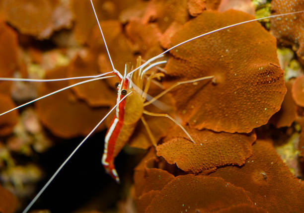 istock Red skunk cleaner shrimp - Lysmata Amboinensis 1387024098