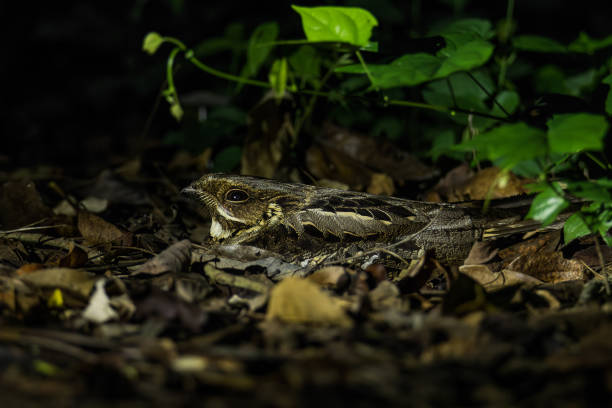 kamuflaż nightjar o dużych ogonach wśród suchych liści - nocturnal animal zdjęcia i obrazy z banku zdjęć