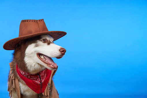 Cute smiling Siberian Husky dog in cowboy hat, isolated on blue background. Dog in cowboy costume smiling and looking up. Country dog. Western.