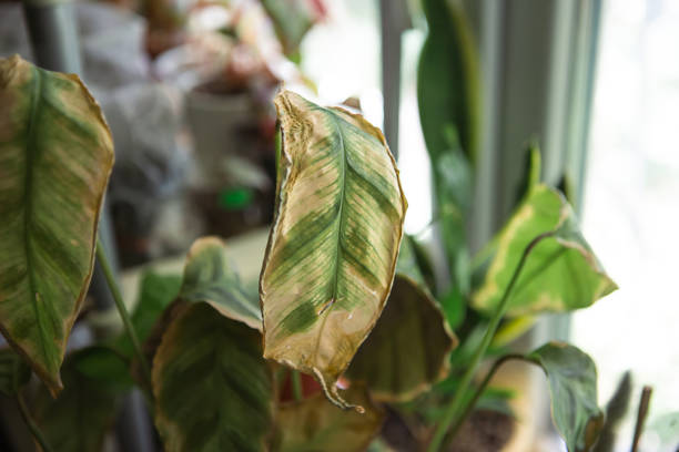 problems in the cultivation of domestic plants - leaves affected by a spider mite, yellow and dry tips, the overflow of the plant, rotting of the roots. plant treatment and pest and fungus control - fungus roots imagens e fotografias de stock