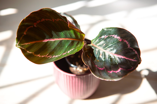 Calathea roseopicta Dottie, Rosy pink leaf close-up on the windowsill in bright sunlight with shadows. Potted house plants, green home decor, care and cultivation, marantaceae variety.