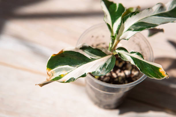 problems in the cultivation of domestic plants - leaves affected by a spider mite, yellow and dry tips, the overflow of the plant, rotting of the roots. plant treatment and pest and fungus control - fungus roots imagens e fotografias de stock