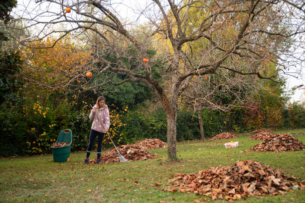 Woman raking autumn leaves stock photo