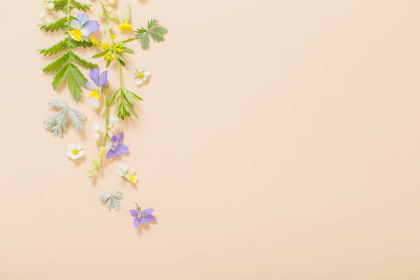 istock wild flowers on paper  background 1387026102