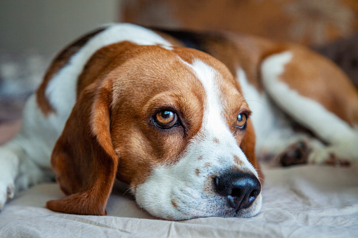 Close-up portrait of a Beagle laying on a bed