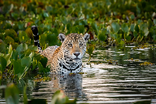 Jaguar looking at camera, tail up, in a bed of water hyacinths in the back and side, water with reflections and motion, dusk mood