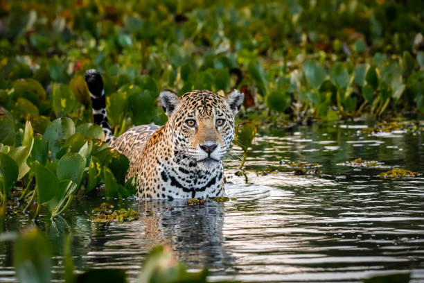 Close up of a young Jaguar standing in shallow water in Pantanal Wetlands Jaguar looking at camera, tail up, in a bed of water hyacinths in the back and side, water with reflections and motion, dusk mood big cat stock pictures, royalty-free photos & images