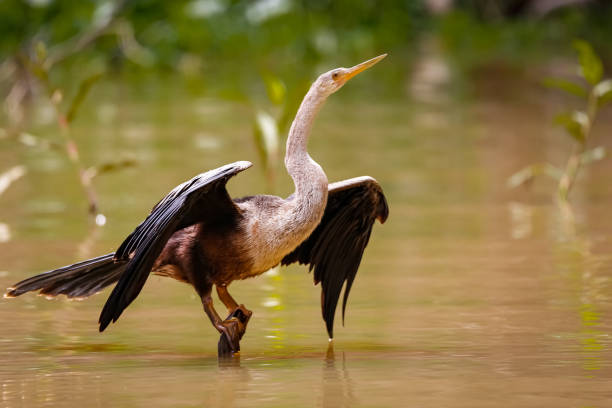 primer plano de una anhinga con alas extendidas, humedales del pantanal, mato grosso, brasil - anhinga fotografías e imágenes de stock