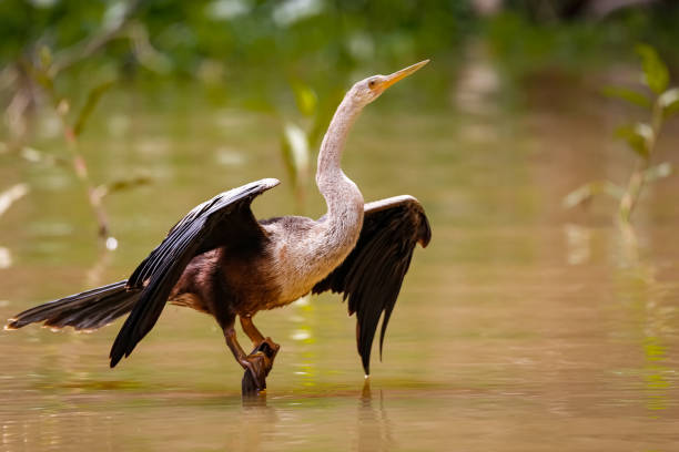 翼を広げたアンヒンガのクローズアップ、パンタナール湿地、マト グロッソ、ブラジル - anhinga ストックフォトと画像