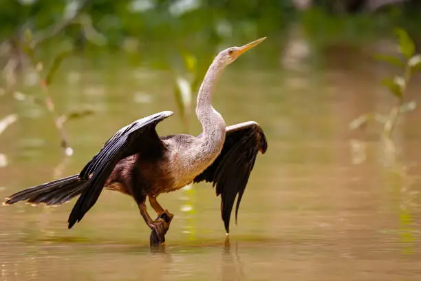 Elegant bird wading in shallow water