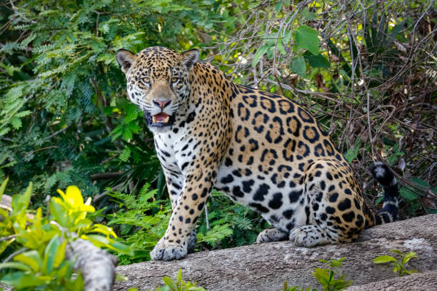 istock Magnificent Jaguar perching on a tree trunk at the river edge in  Pantanal Wetlands 1387029437