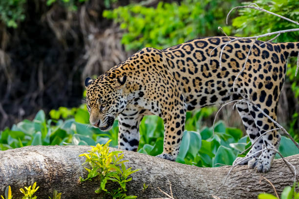 istock Magnificent Jaguar standing on a tree trunk at river edge in Pantanal Wetlands 1387029443