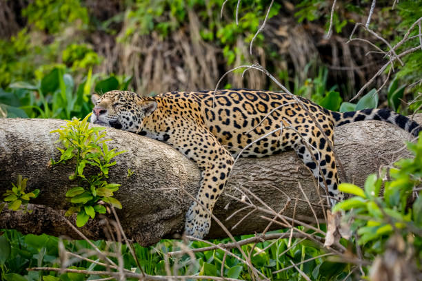 Close-up of a Jaguar (panthera onca) resting in a funny position on atree trunk, Pantanal Wetlands Head flat on the tree trunk and legs hanging down, green natural background big cats stock pictures, royalty-free photos & images