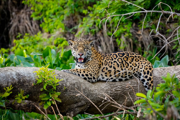 istock Magnificent Jaguar resting on a tree trunk,  Pantanal Wetlands 1387029494