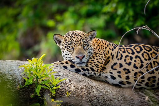 Primer plano de un magnífico jaguar descansando sobre el tronco de un árbol en los humedales del Pantanal photo