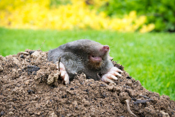 istock Mole crawling out of the tunnel - making damage to the lawn 1387031482