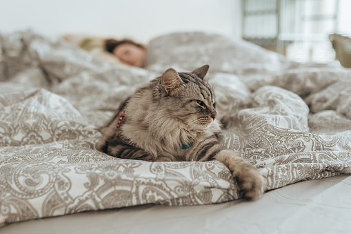 Sleeping domestic gray fluffy cat on bed, against blurred background of sleeping young woman. Comfortable bed linen, comfortable bed, soft and warm duvet. Comfort in home