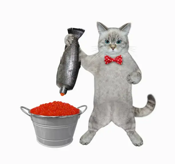 Photo of Cat ashen squeezing red caviar into bucket