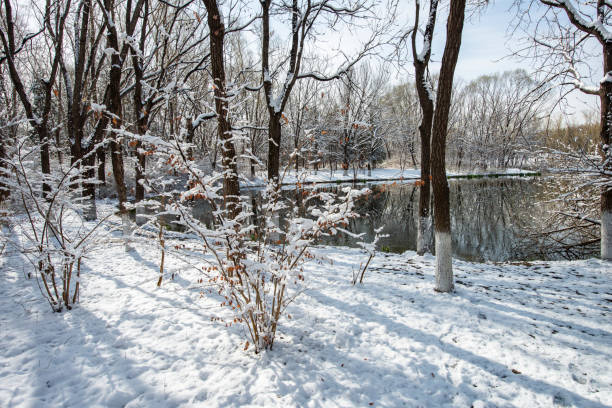 Snow in a public park