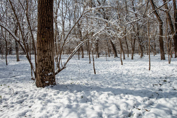 Snow in a public park