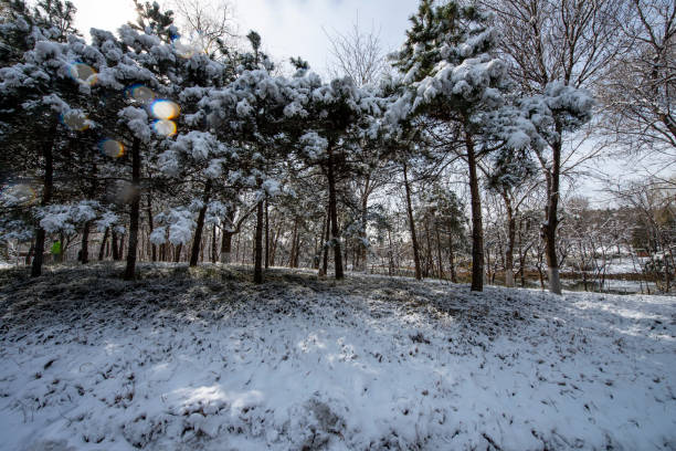 Snow in a public park