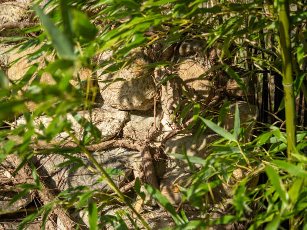 istock Old stone fence overgrown with loach 1387035509