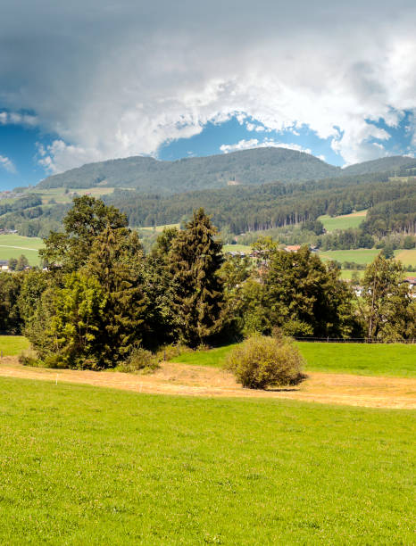 arbres dans la forêt des alpes - ziller photos et images de collection