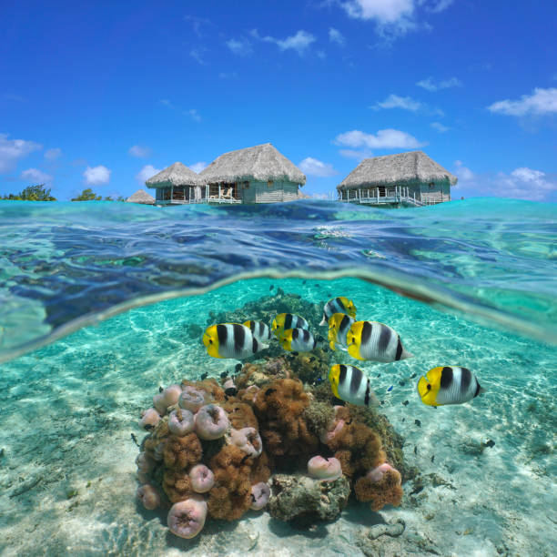 bungalows mit bunten tropischen fischen und anemonen - below sea level stock-fotos und bilder