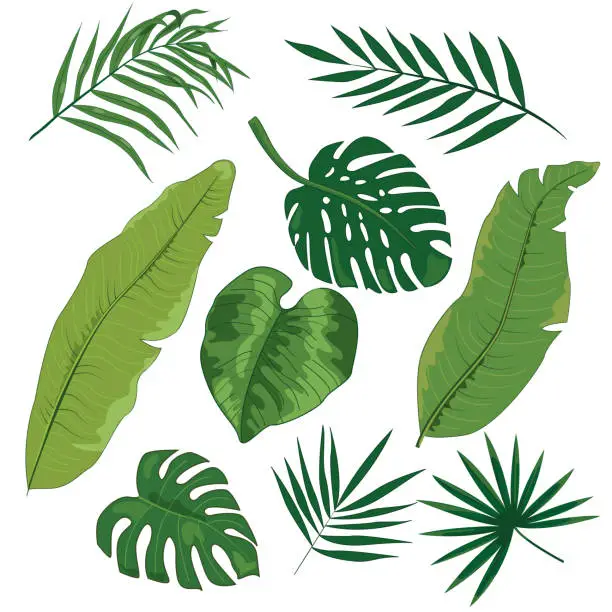 Vector illustration of Set of tropical leaves in color.