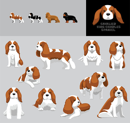 Dog Cavalier King Charles Spaniel Cartoon Vector Illustration Color Variation Set