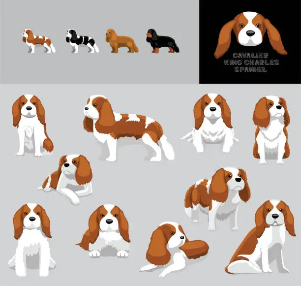 Vector illustration of Dog Cavalier King Charles Spaniel Cartoon Vector Illustration Color Variation Set
