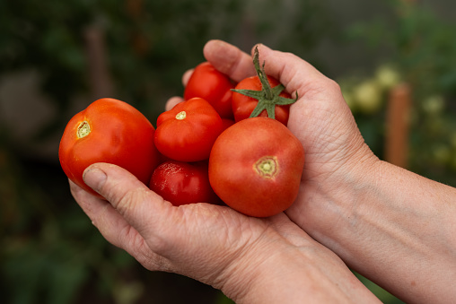 Ripe tomatoes, tomatoes in hands female farmer, harvesting. Ecological and organic cultivation. Selective focus and noise. Shallow depth of field on the tomatoes