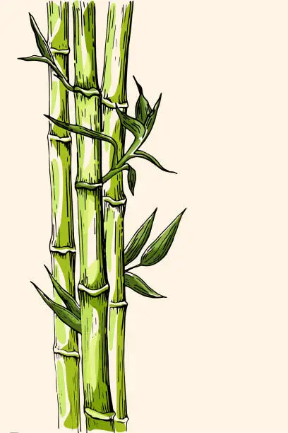 Vector illustration of color drawing  bamboo trunks and leaves