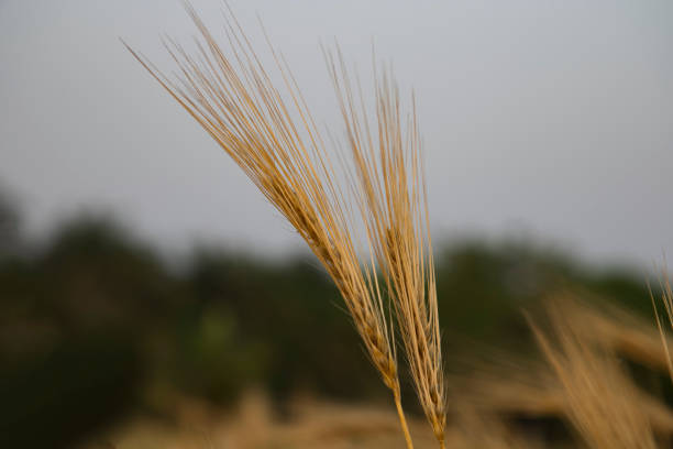 Ripe Barley's ears with Blurry Background. Agriculture Landscape Scenery