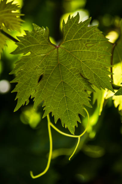 Back lit  Vine leaf detail. Beautiful fresh spring growth