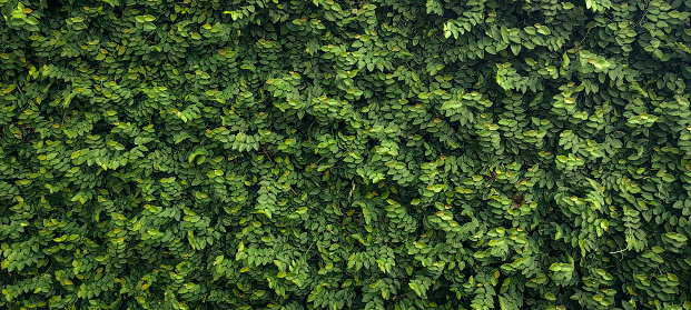wall overgrown with vines