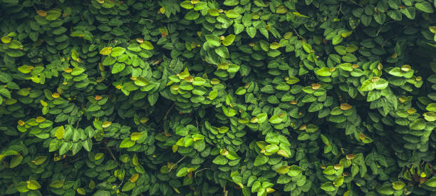 istock close-up of plant wall background 1387042254