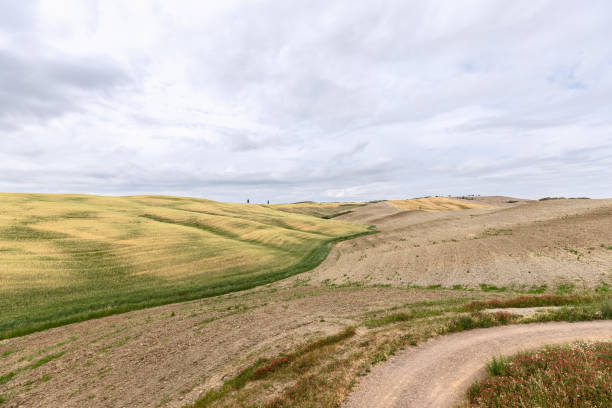 cultivated tuscan hills and fields, rural road bend with wildflowers. val d'orcia, italy - val tuscany cypress tree italy imagens e fotografias de stock