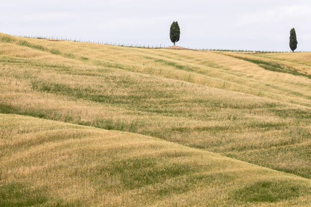 two isolated cypresses in the middle of the endless yellow and green hills in val d'orcia, tuscany, italy - val tuscany cypress tree italy imagens e fotografias de stock