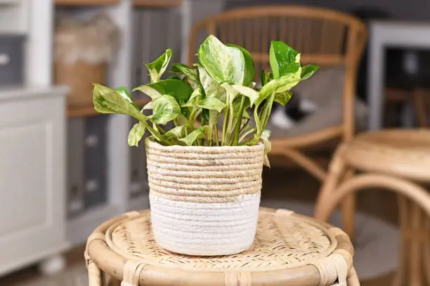 Photo of Exotic 'Epipremnum Aureum Manjula' pothos houseplant