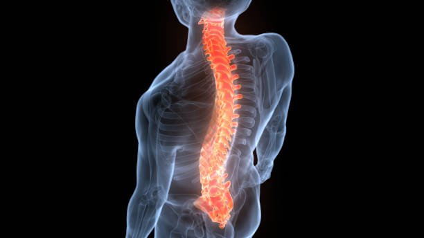 istock Spinal Cord Vertebral Column of Human Skeleton System Anatomy 1387042865